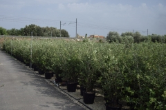 Quercus ilex 